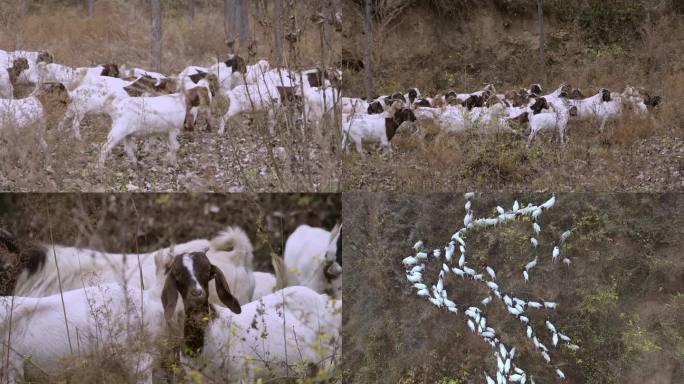 初春的山羊群在山上吃草