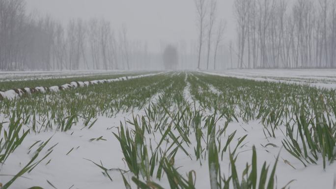 下雪的田野麦田雪景hlg原素材