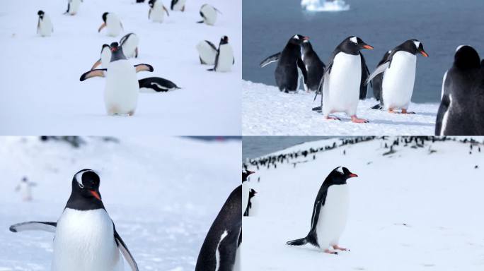 南极企鹅群 企鹅实拍  企鹅特写 企鹅跑