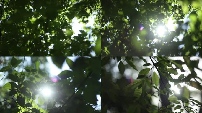 树叶透光升格慢动作视频合集