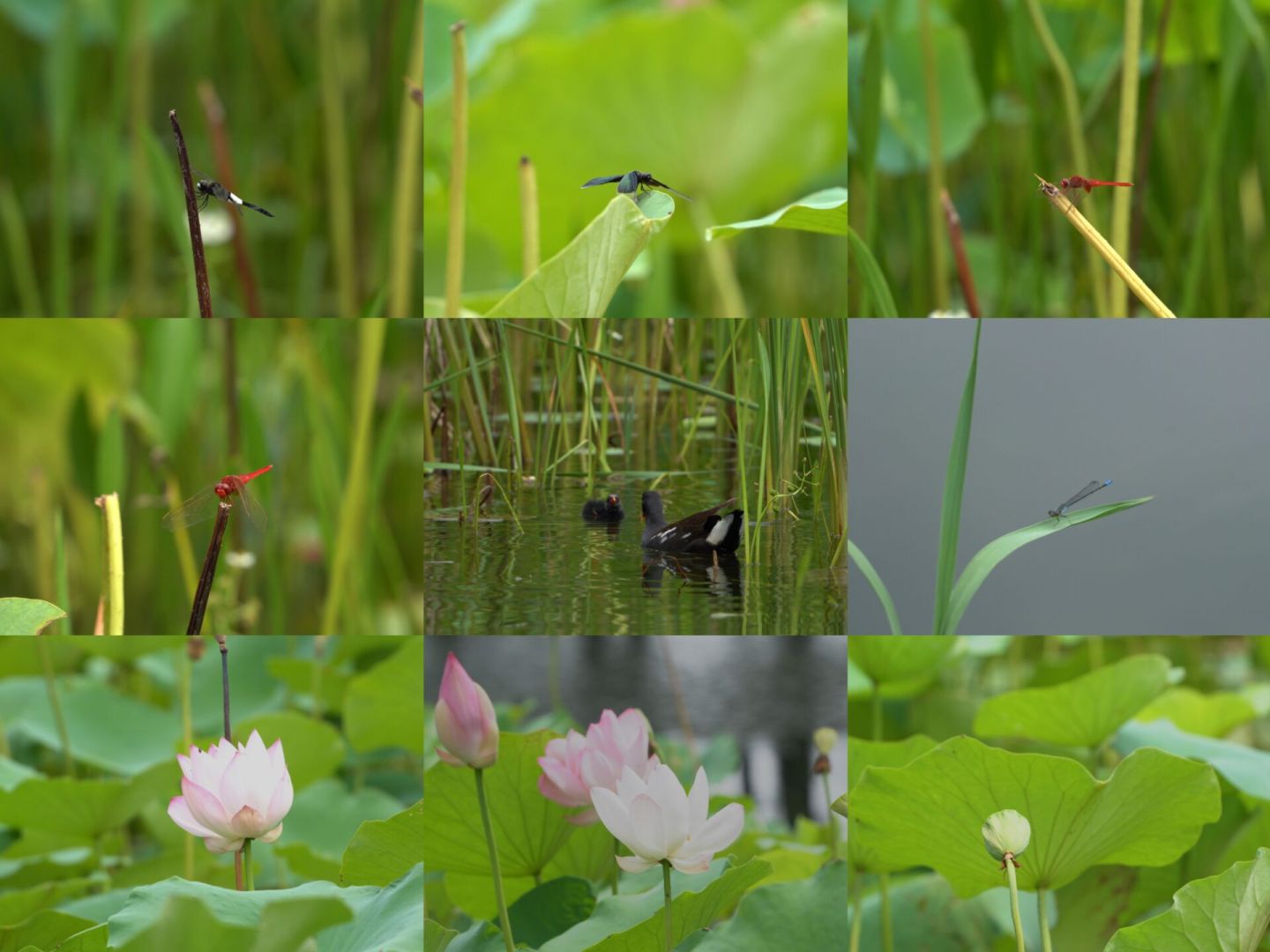 夏天池塘的荷花蝴蝶蜻蜓野鸭合集