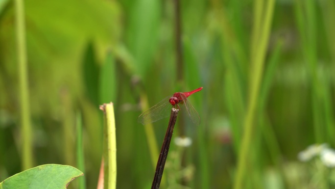 夏天池塘的荷花蝴蝶蜻蜓野鸭合集