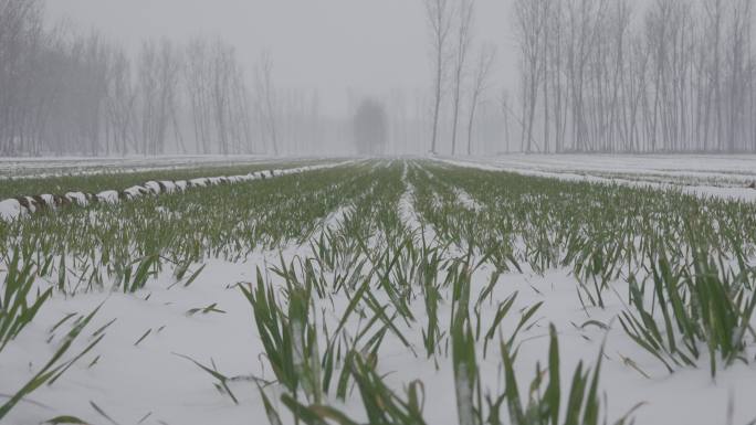 冬天漫天飞雪的农田雪景丨HLG原素材