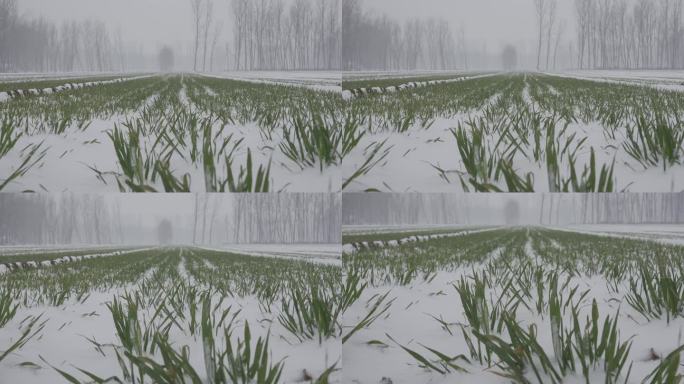 冬天漫天飞雪的农田雪景丨HLG原素材