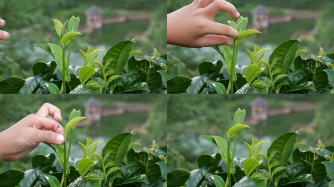 茶叶采摘特写 新芽嫩芽