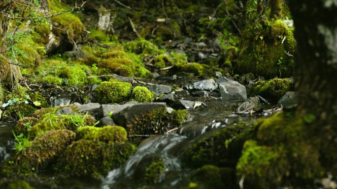 森林溪水苔藓美景高山流水