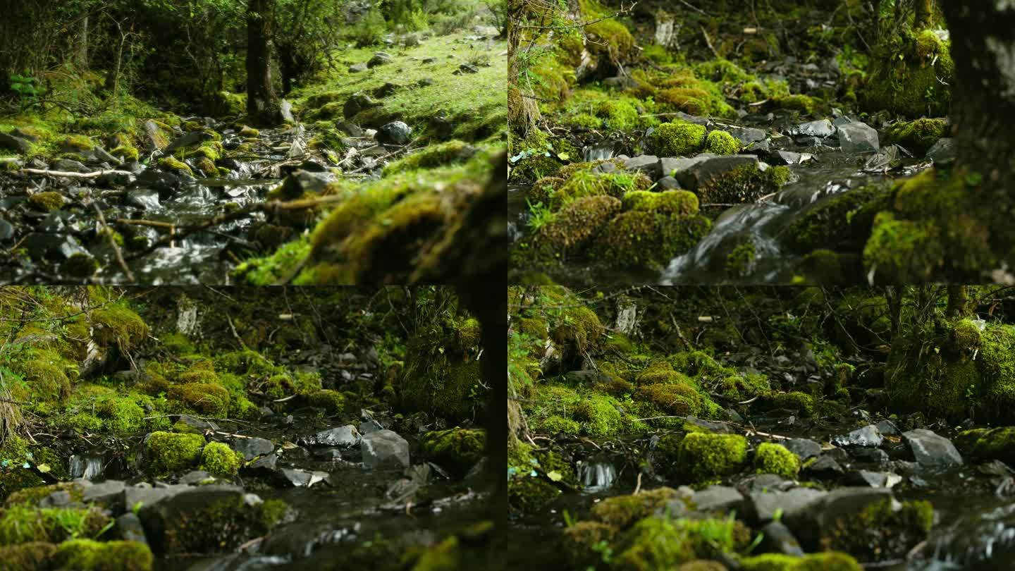 森林溪水苔藓美景高山流水