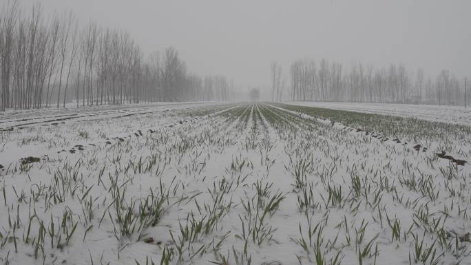 小麦田雪花飘丨HLG原素材