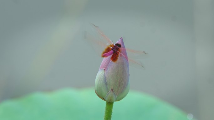 一组荷花蜻蜓素材