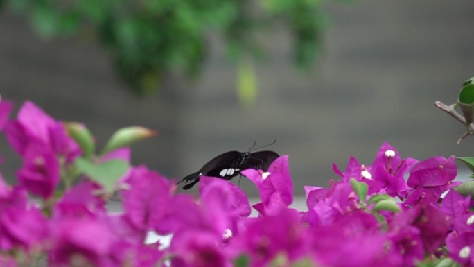 大黑蝴蝶在三角梅花丛中缓慢飞舞慢镜头10