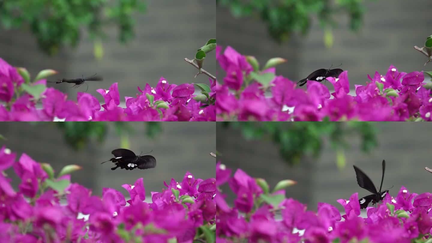 大黑蝴蝶在三角梅花丛中缓慢飞舞慢镜头10
