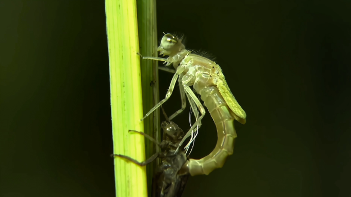 蜻蜓-幼虫成长过程拍摄