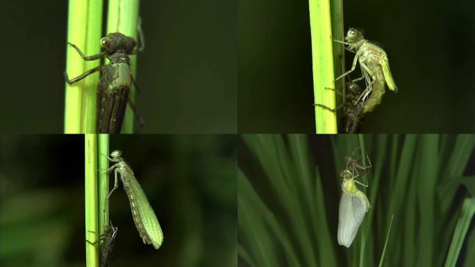 蜻蜓-幼虫成长过程拍摄