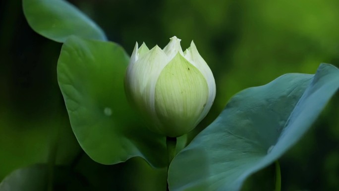 白色 重瓣 荷花 开花 延时