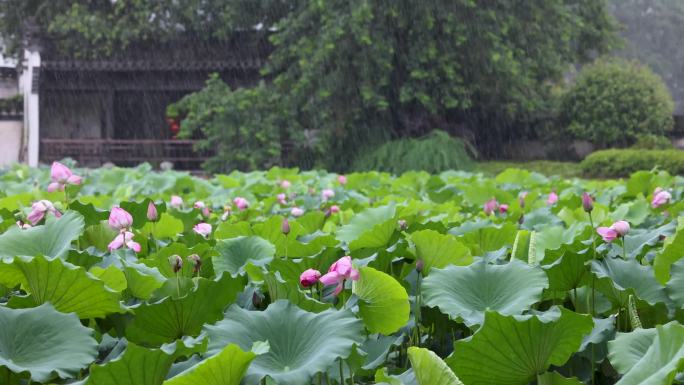 【4K无水印】高清烟雨江南荷花池塘