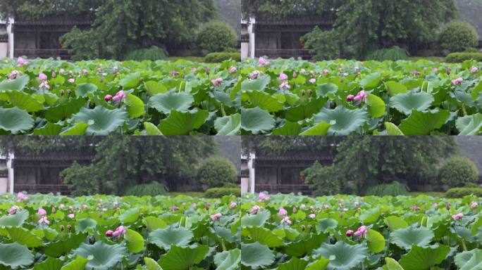 【4K无水印】高清烟雨江南荷花池塘