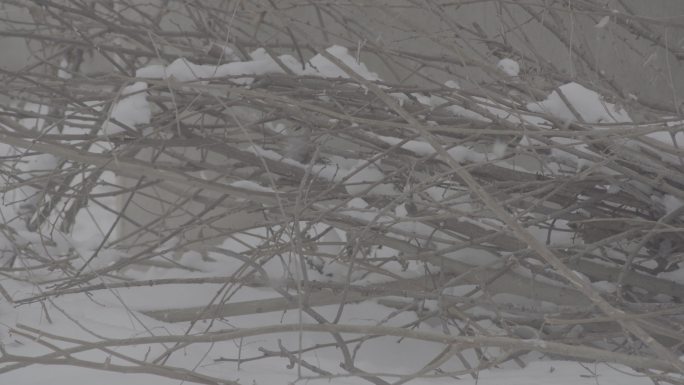 树枝干枯枝下雪雪景丨Slog3