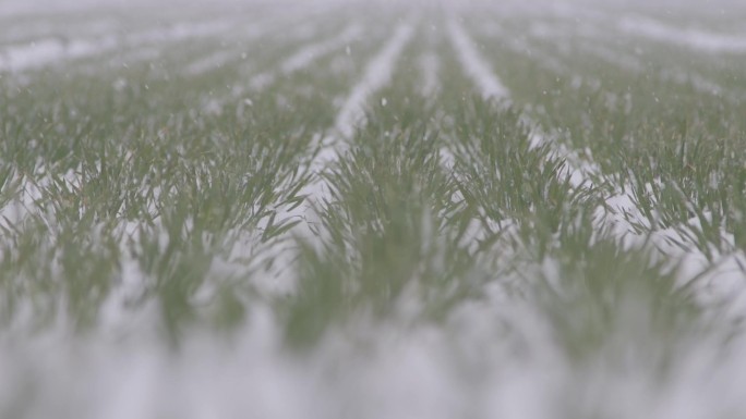 下雪的麦田 丨慢镜头