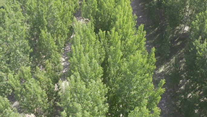 河道树林河堤杨树林丨HLG原素材