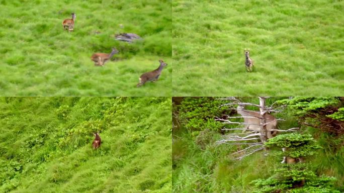 野鹿多片段-鹿-绿色生态