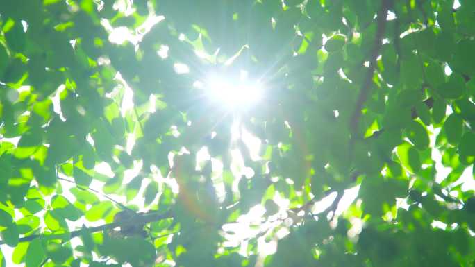 阳光穿过树叶树枝
