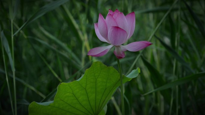 荷花盛夏池塘廉洁中国风