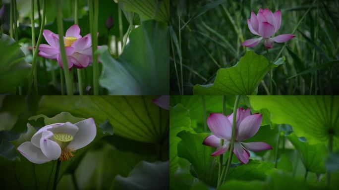 荷花盛夏池塘廉洁中国风