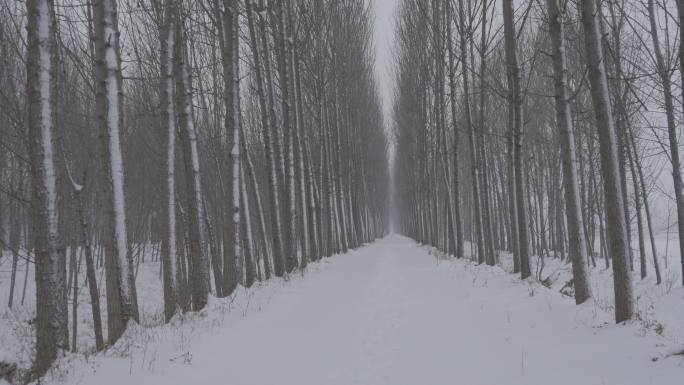 冬天行走乡间小路雪地雪景丨hlg素材