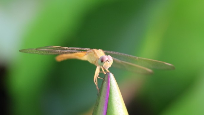 超长焦慢动作拍摄夏天池塘在荷花上的蜻蜓