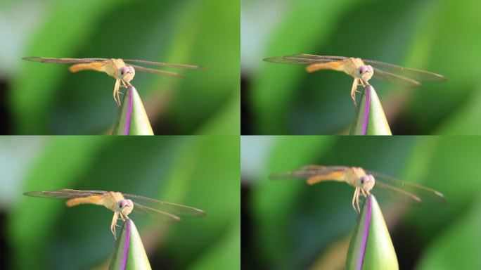 超长焦慢动作拍摄夏天池塘在荷花上的蜻蜓