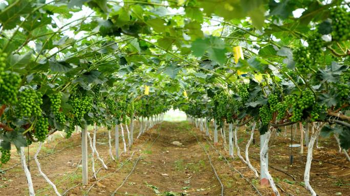 葡萄种植园 葡萄生长期 喷灌系统