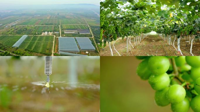葡萄种植园 葡萄生长期 喷灌系统