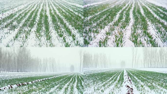冬天麦田下雪雪景