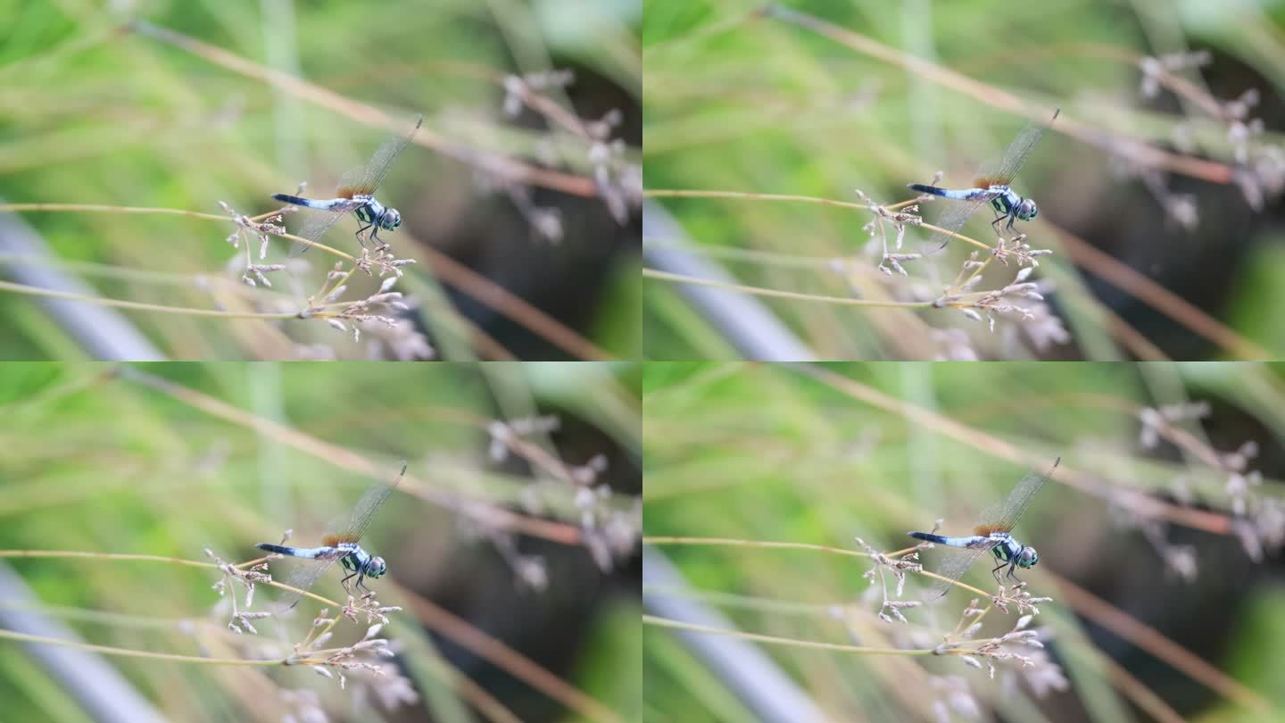一只小蜻蜓坐在花园里的植物上的特写镜头