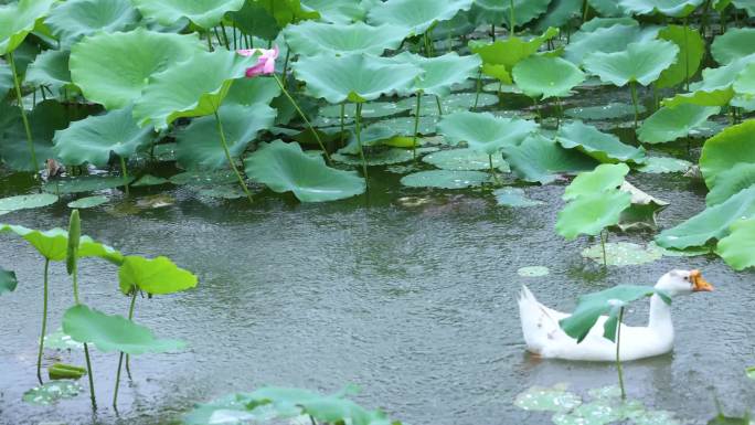 【4K无水印】高清池塘白鹅