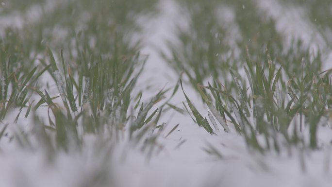 小麦田下雪飘雪雪景丨HLG原素材