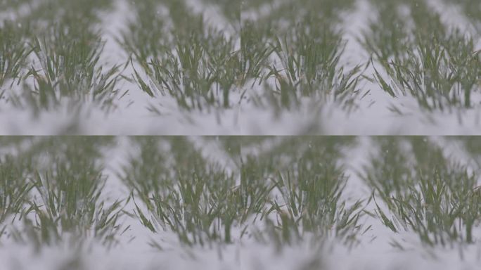 小麦田下雪飘雪雪景丨HLG原素材
