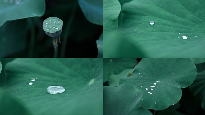 下雨天荷叶雨滴水珠