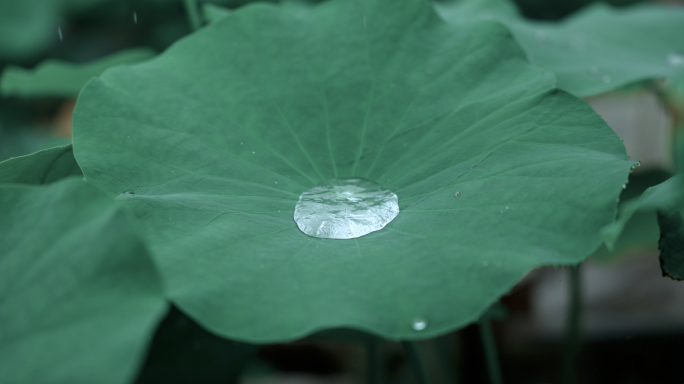 下雨天荷叶雨滴水珠