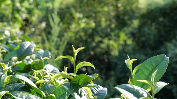 茶园茶叶种植嫩芽绿茶白茶