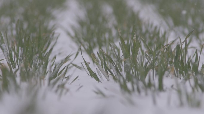 麦地雪景下雪升格拍摄