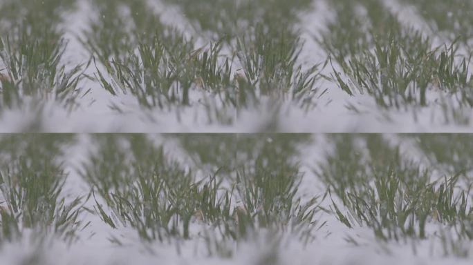 麦地雪景下雪升格拍摄