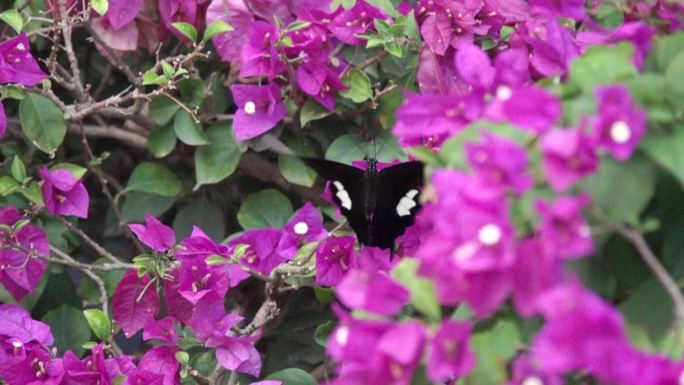 大黑蝴蝶在三角梅花丛中缓慢飞舞慢镜头1