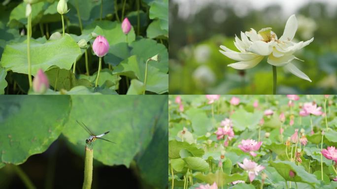 夏日荷花在微风中晃动4K素材