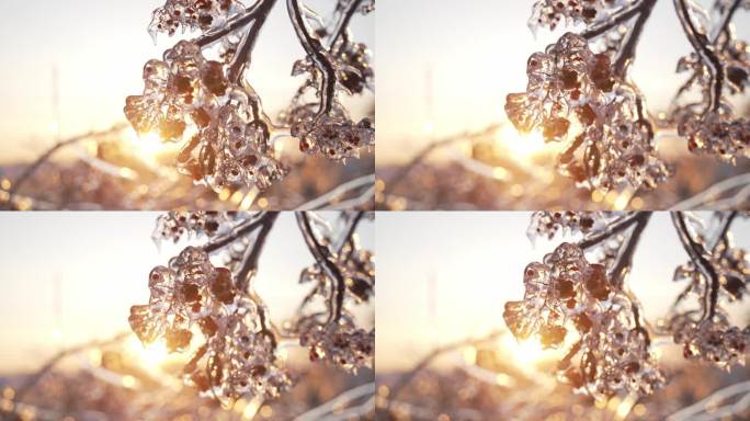 东北哈尔滨冬季自然风光冰挂树挂
