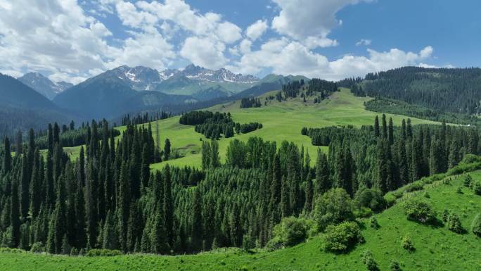 新疆伊犁恰西森林公园蓝天白云航拍