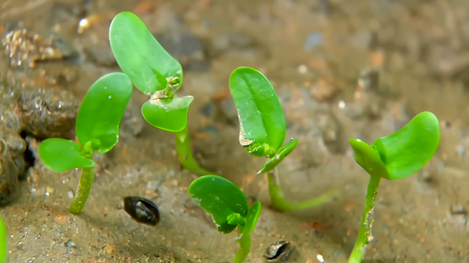 植物生长发芽破土而出