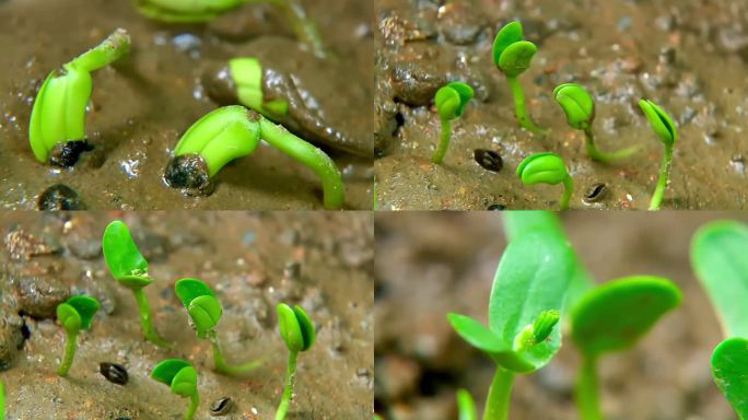 植物生长发芽破土而出