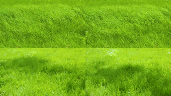 4k大风吹动草坪草地上小草绿植光影意境