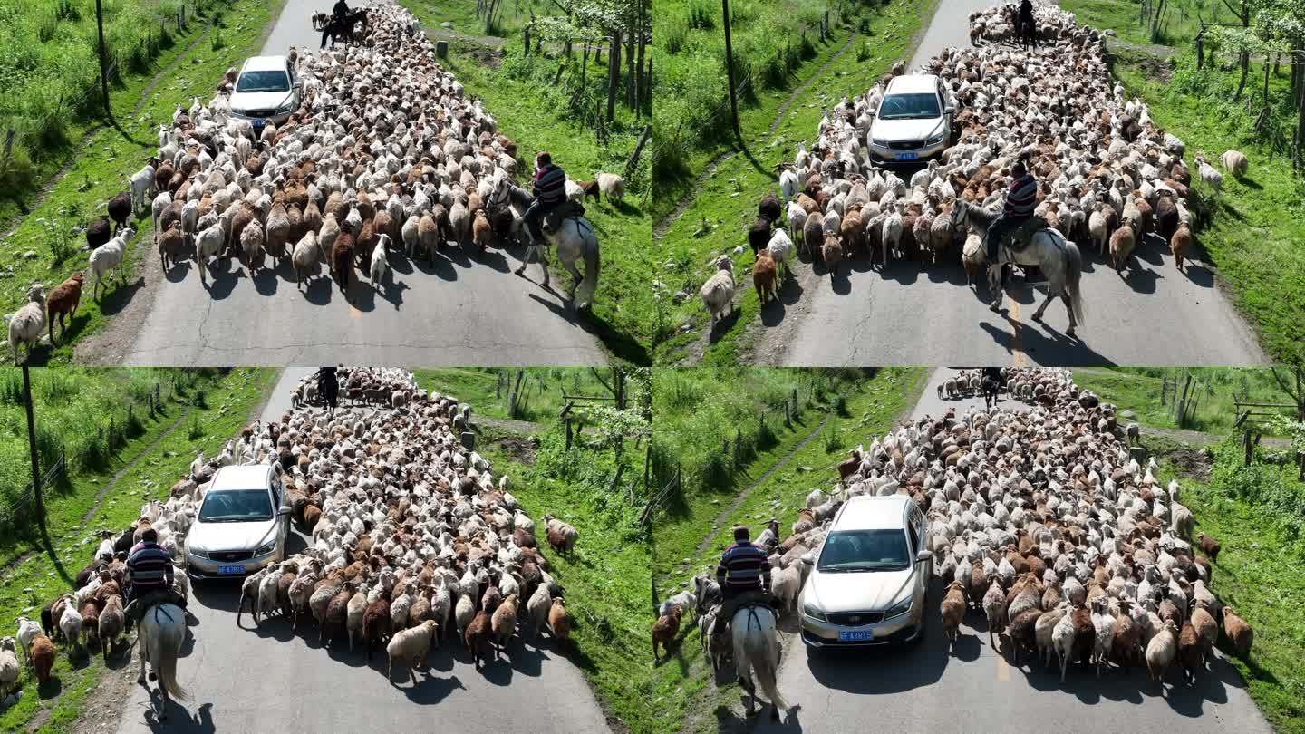 羊群航拍